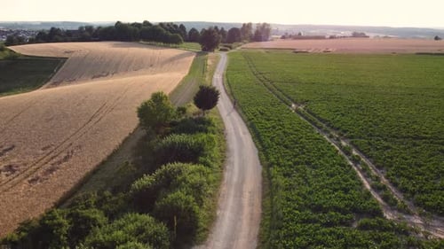 Drone flying over wheat field