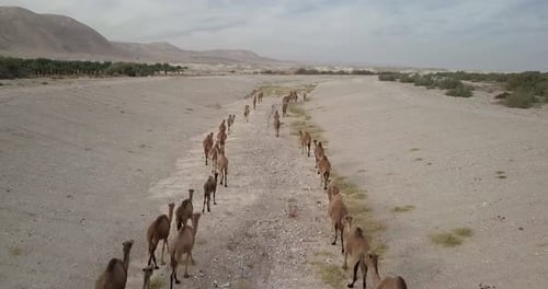 Flying over Camels Herd in the desert