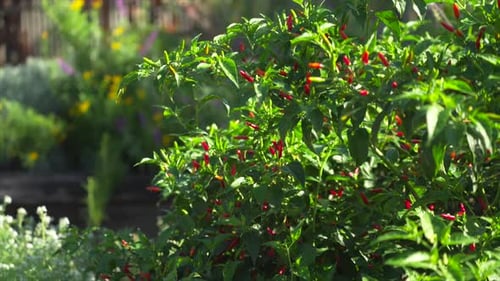 Gros plan à main levée d'un plant de piment avec des piments rouges et verts poussant parmi un feuillage dense dans un
