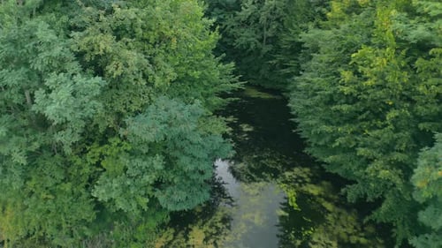 Lac envahi par la végétation près de la forêt