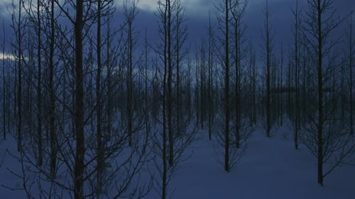 Snow-covered trees in tranquil twilight winter forest