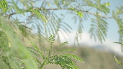 Hintergrund durch die Blätter eines Baumes, der einer kleinen Palme oder einem Farn ähnelt.