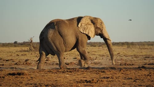 Elefante toro africano maduro caminando, sabana seca y polvorienta, giro a cámara lenta a la derecha