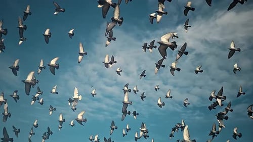 Vogelschwarm, der in einem klaren Himmel fliegt Ein faszinierender Blick auf zahlreiche Vögel, die gegen einen klaren Himmel fliegen