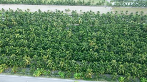 Aerial view drone flies over a large coconut grove. Cultivation of coconuts for sale in agriculture.