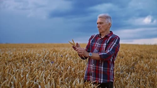 Senior Caucasian farmer standing in the beautiful contrasting field of wheat.