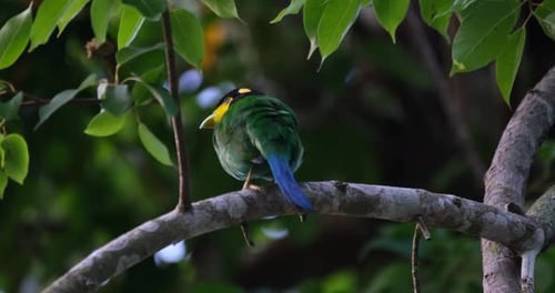 Long-tailed Broadbill Psarisomus dalhousiae Nesting Season.