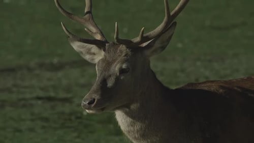 Canadian Wildlife - Close up antlers on a big buck deer