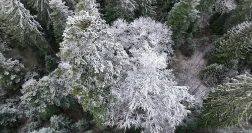 Aerial View of North Snowy Forest Winter Landscape Snowfall and First Fresh Snow Covered Forest Top
