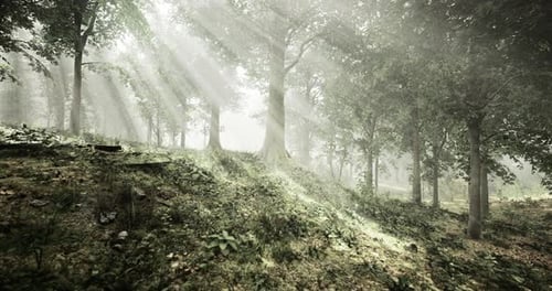 Sunlight Filtering Through Trees in a Serene Forest During the Early Morning