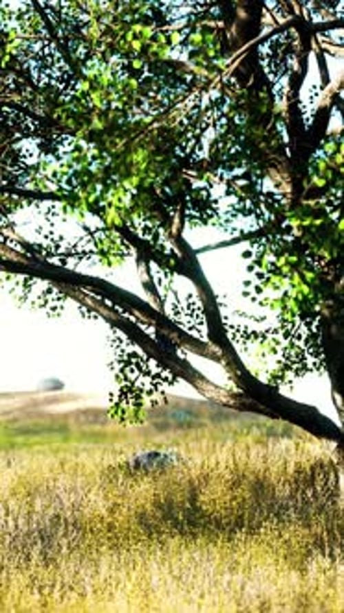 Landscape with a Hill and a Single Tree at Sunrise with Warm Light