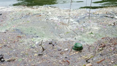Green glass bottle in polluted water, dirty pond full of junk