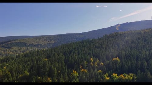 Aerial View of Dense Forest and Mountain Landscape