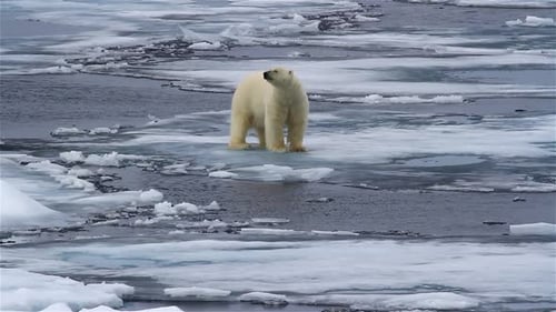 Polar bear Walking on Snowy Arctic Ocean, Svalbard