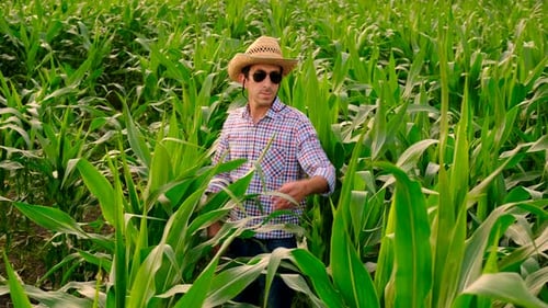 Farmer in a Corn Field Selective Focus