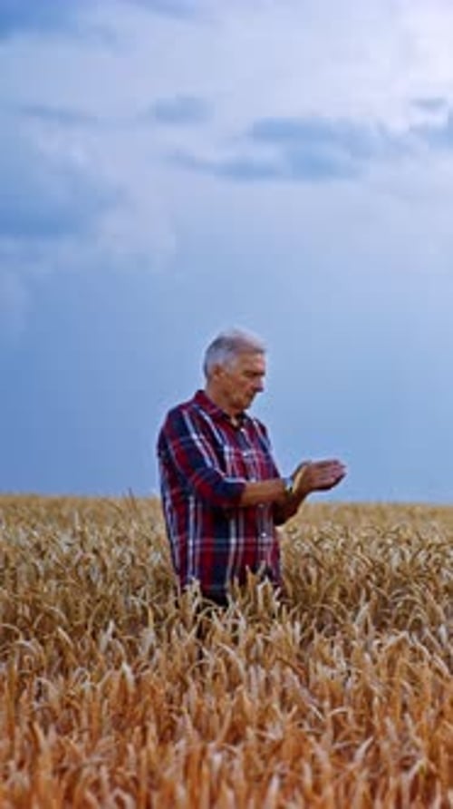 Ageing man in a checkered shirt stands in the yellow wheat field contrasting with blue sky.