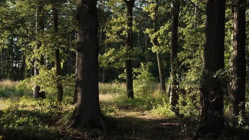 Path in beautiful forest, gentle breeze moves the leaves on the trees