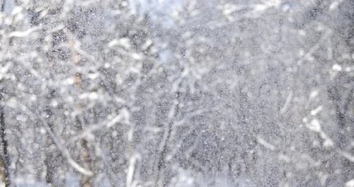 Snowfall in a Bare Winter Forest