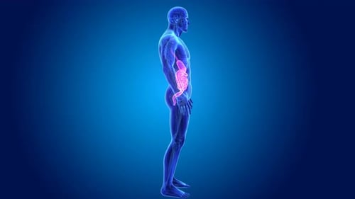Rotating 3D Human Digestive System Medical Scan