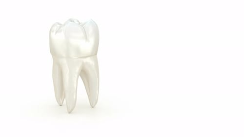 3D Human Molar Tooth Rotating Medical Animation