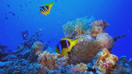 Vibrant Coral Reef with Clownfish Underwater