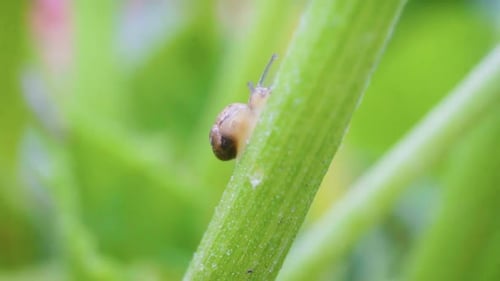 Nahaufnahme einer kleinen Gartenschnecke, die auf dem Stängel der Zucchinipflanze kriecht.