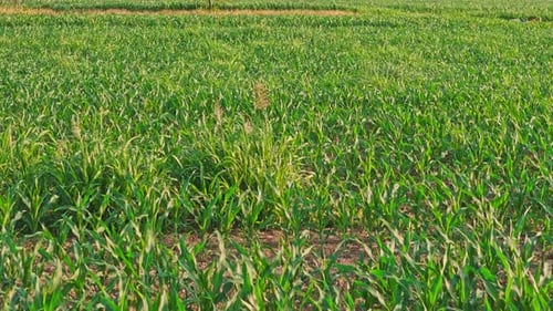 Drone Over Cornfield