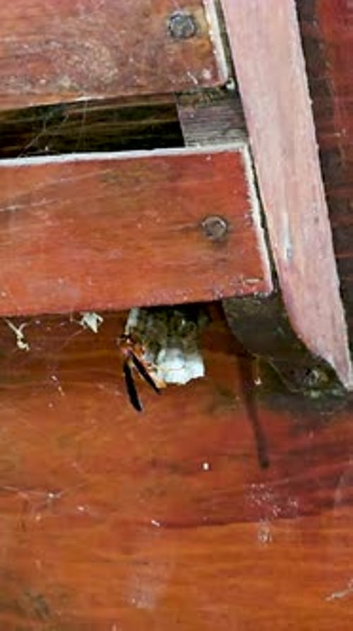 Red Paper Wasp Polistes carolina