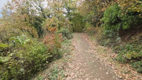 Waldweg Herbst
