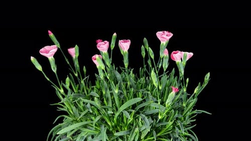 Pink Carnation Flowers Blooming in Time Lapse on a Black Background. Ornamental Garden Carnation Bud