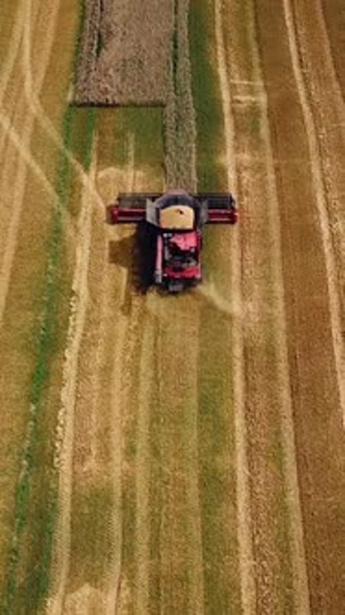 Combine harvester working on a golden ripe wheat field. Harvest time. Aerial view. Vertical video