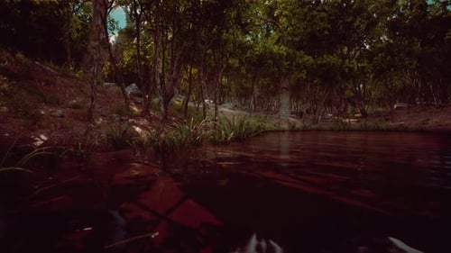 Pond in Mossy Green Forest