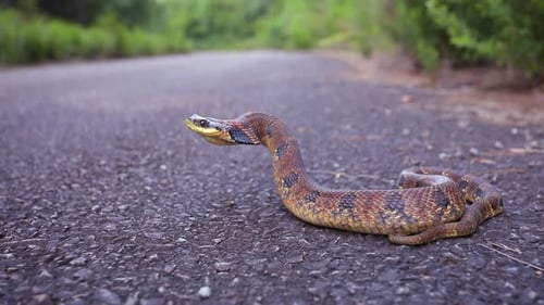 Coiled Brown Snake Raising Head on Rural Road