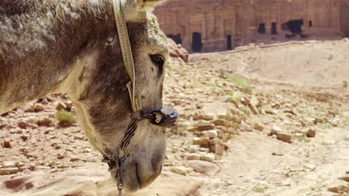 Closeup of a Donkey in a Vast Desert Landscape Showcasing Its Features and Surroundings Action