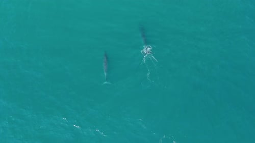 Aerial Top-down view two whales swimming and breathing on the ocean's surface off coast Arraial do C