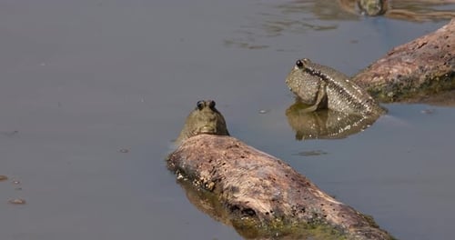 Two Mudskippers Resting on Tropical Branches