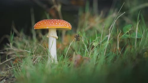 A close-up shot of the fly agaric mushroom in the forest undergrowth. Slow-motion, pan left.