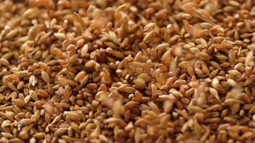 Close Up View of Uncooked Wheat Grains