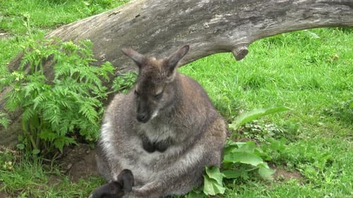 Känguru sitzt im Gras und ruht sich aus