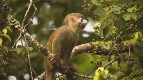 Portrait Of A Common Squirrel Monkey (Saimiri Sciureus) Resting On Tree Branches. Close Up