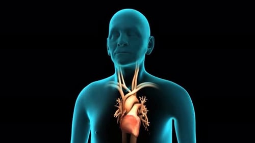 Human heart anatomy with transparent blue body
