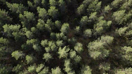 Drone top down view of pine tree forest canopy of sharp greens, shadowed understory