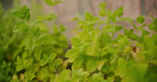 Nahaufnahme von frischen Heilkräutern im Garten