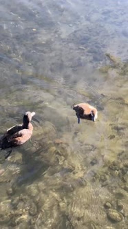 Wild Ducks Swim on a Pond in the Park Nature and Animals