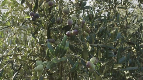 Ripe olives on olive trees growing in an olive garden.