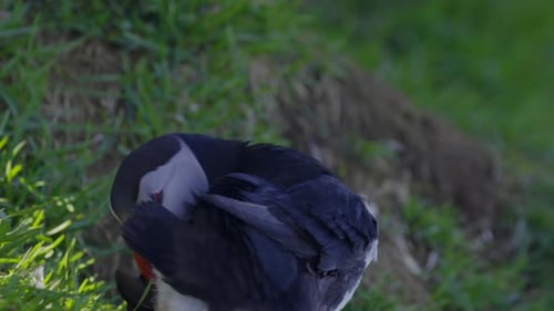 Beautiful Atlantic Puffin preening feathers in its natural habitat on a scenic icelandic coast