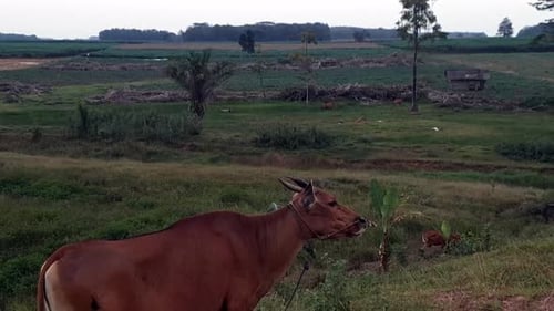 Cow Grazing in a Green Field