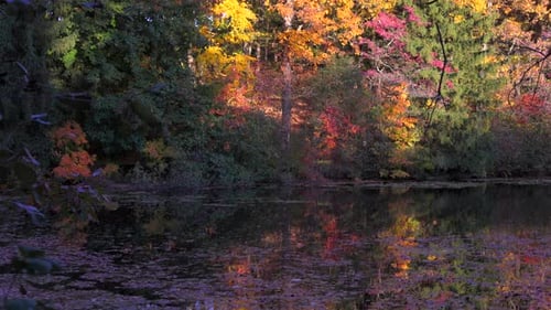 Slow motion beautiful Autumn fall lake forest red, leaves America forest trail