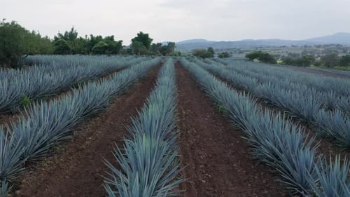 Agave field in Tequila, Mexico 12