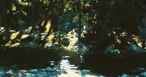 Tranquil Forest Landscape with Serene Water Reflection and Sunlight